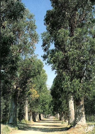Eucalyptus Lérins