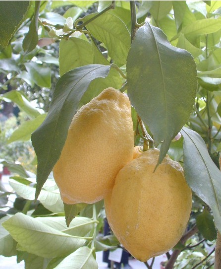 Citron Carnoles