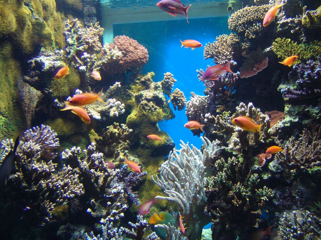Monaco Aquarium